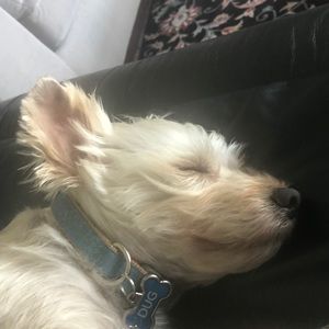 Meet your Posher, Eileen